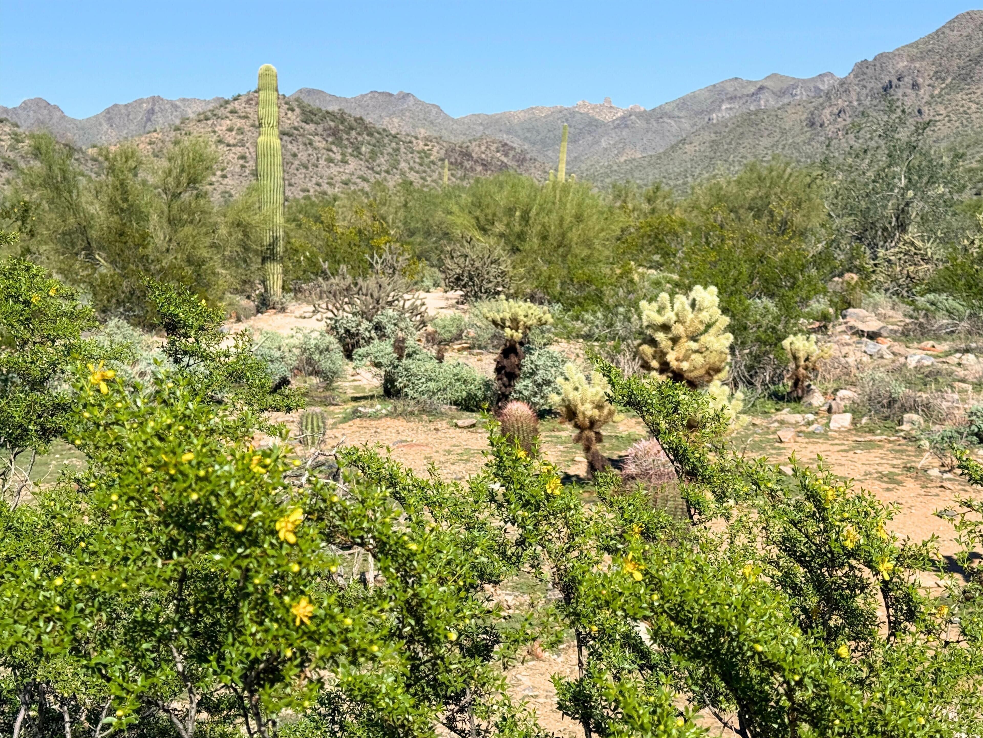 A desert landscape with cacti and shrubs, mountains in the background, and a clear sky.