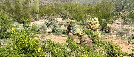 A desert landscape with cacti and shrubs, mountains in the background, and a clear sky.
