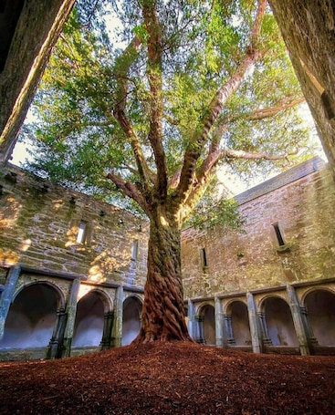 A large tree in a courtyard with stone walls and arches.. The International Hotel Killarney