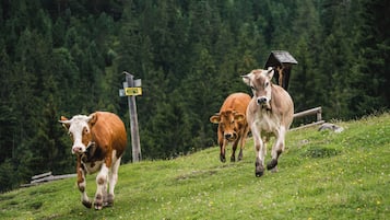 A grassy hillside with cows walking.