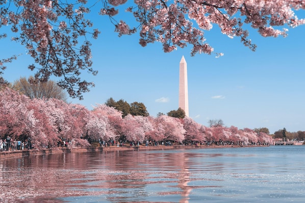 A view of the Washington Monument surrounded by cherry blossoms. - The Ven at Embassy Row, Washington, D.C., a Tribute Portfolio Hotel (Washington)