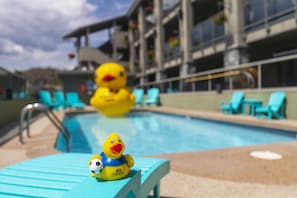 Seasonal outdoor pool, sun loungers