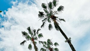 Tall palm trees against a partly cloudy sky. - The Beverly Hilton (Beverly Hills)