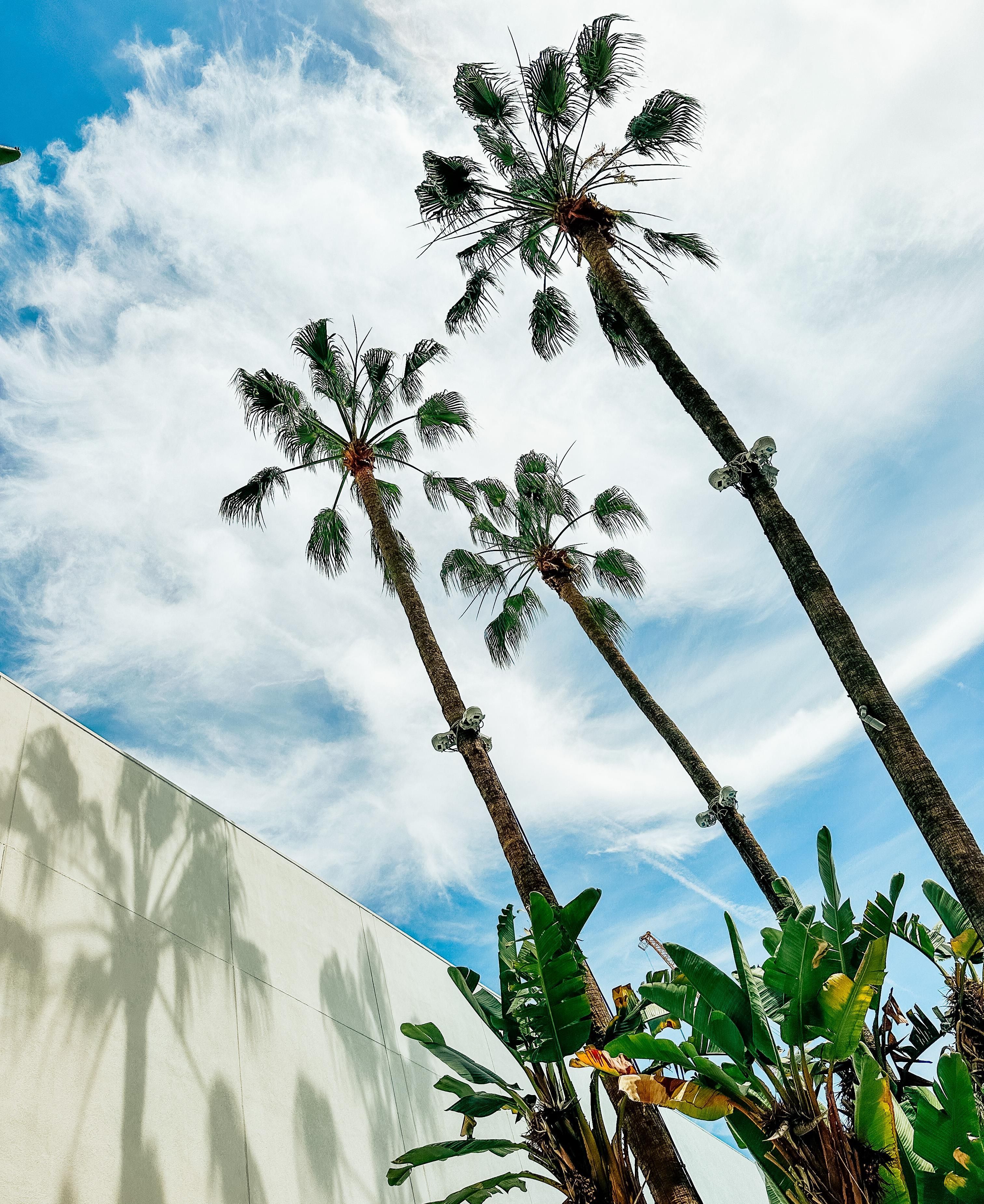 Tall palm trees against a clear sky.
