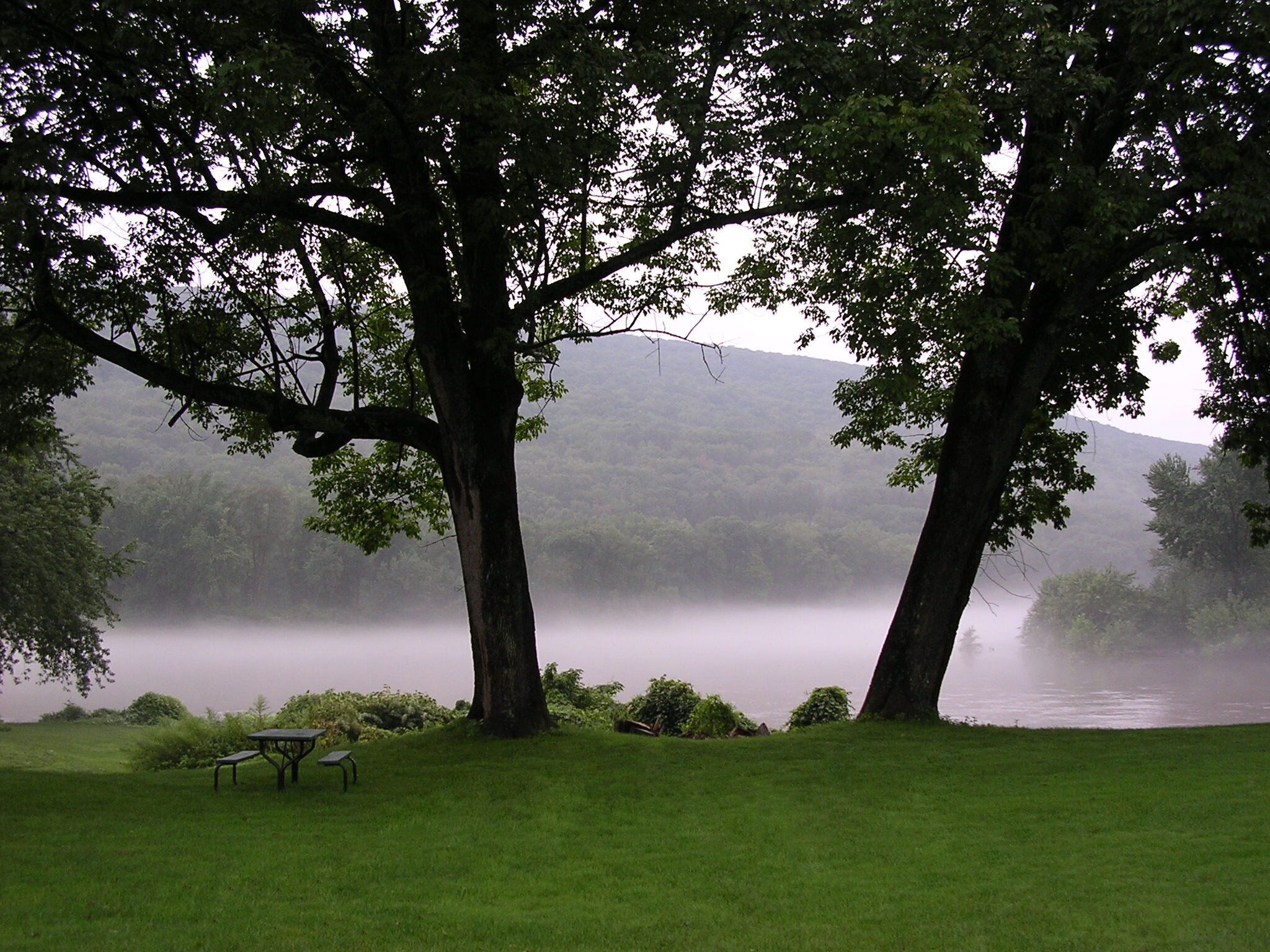 Une scène paisible au bord du lac, avec deux grands arbres, une table de pique-nique et un banc.