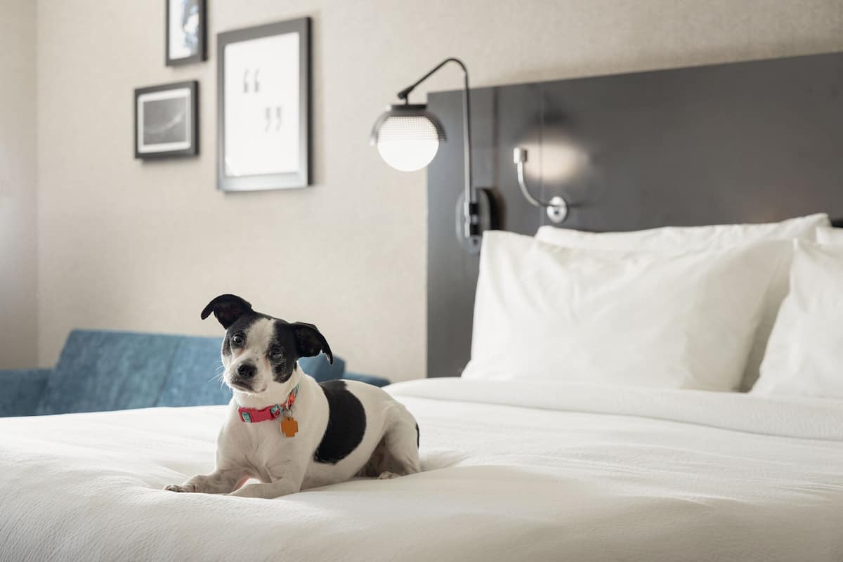 Een hond zit op een bed in een hotelkamer, met een hoofdeinde, een wandlamp en ingelijste foto's.