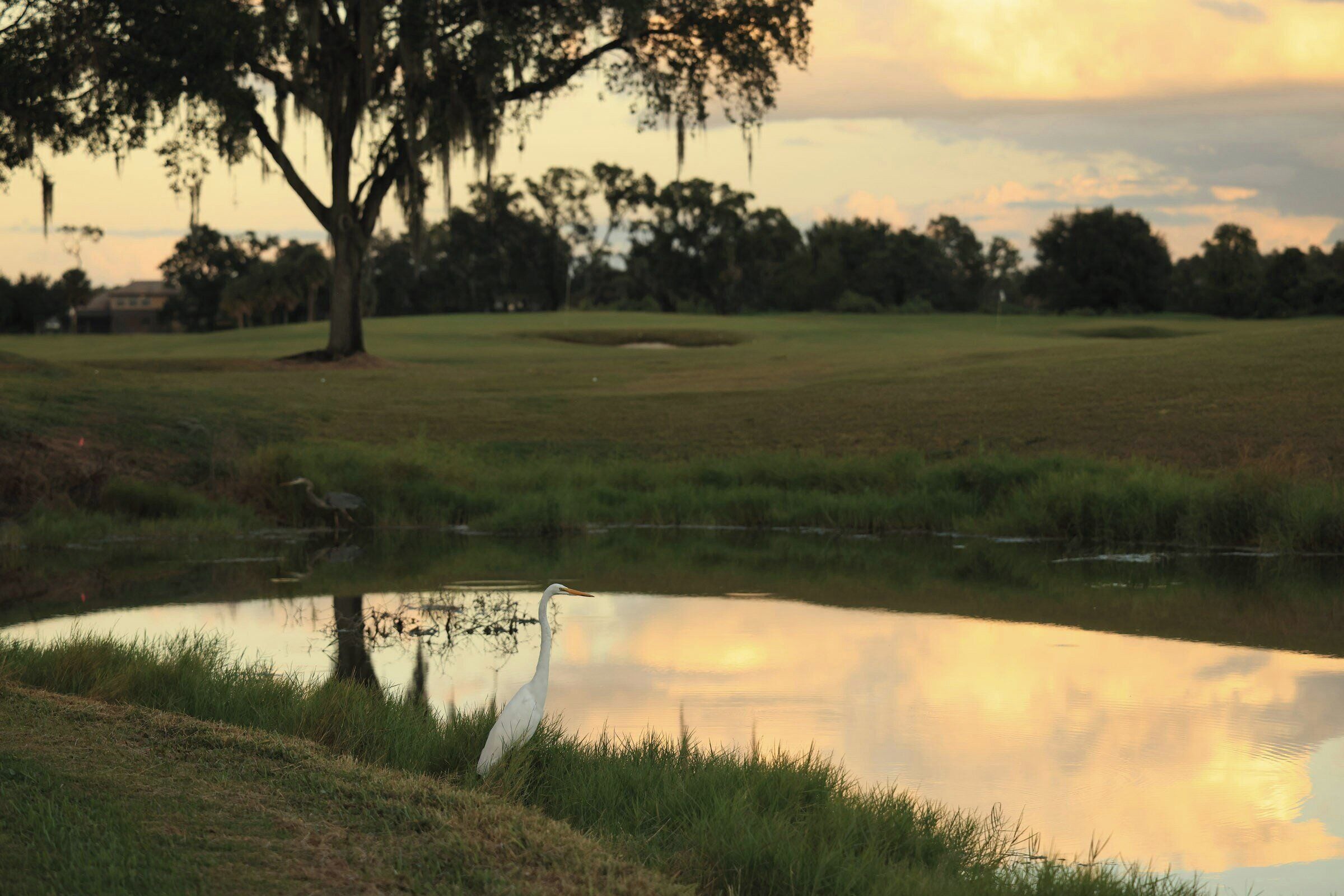 A serene landscape with a pond, grassy areas, and trees.
