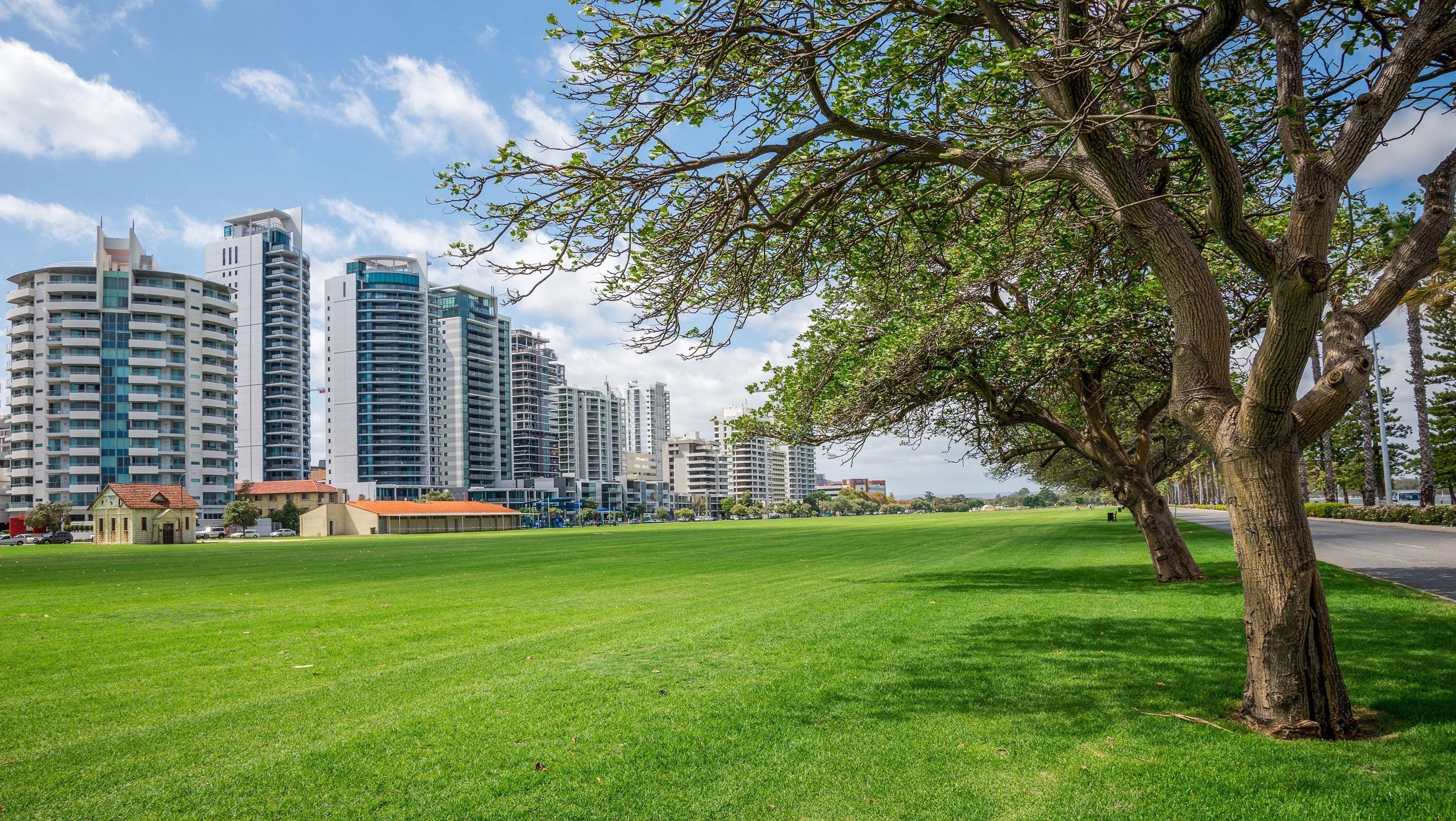 A grassy park area with a large tree and a city skyline in the background.