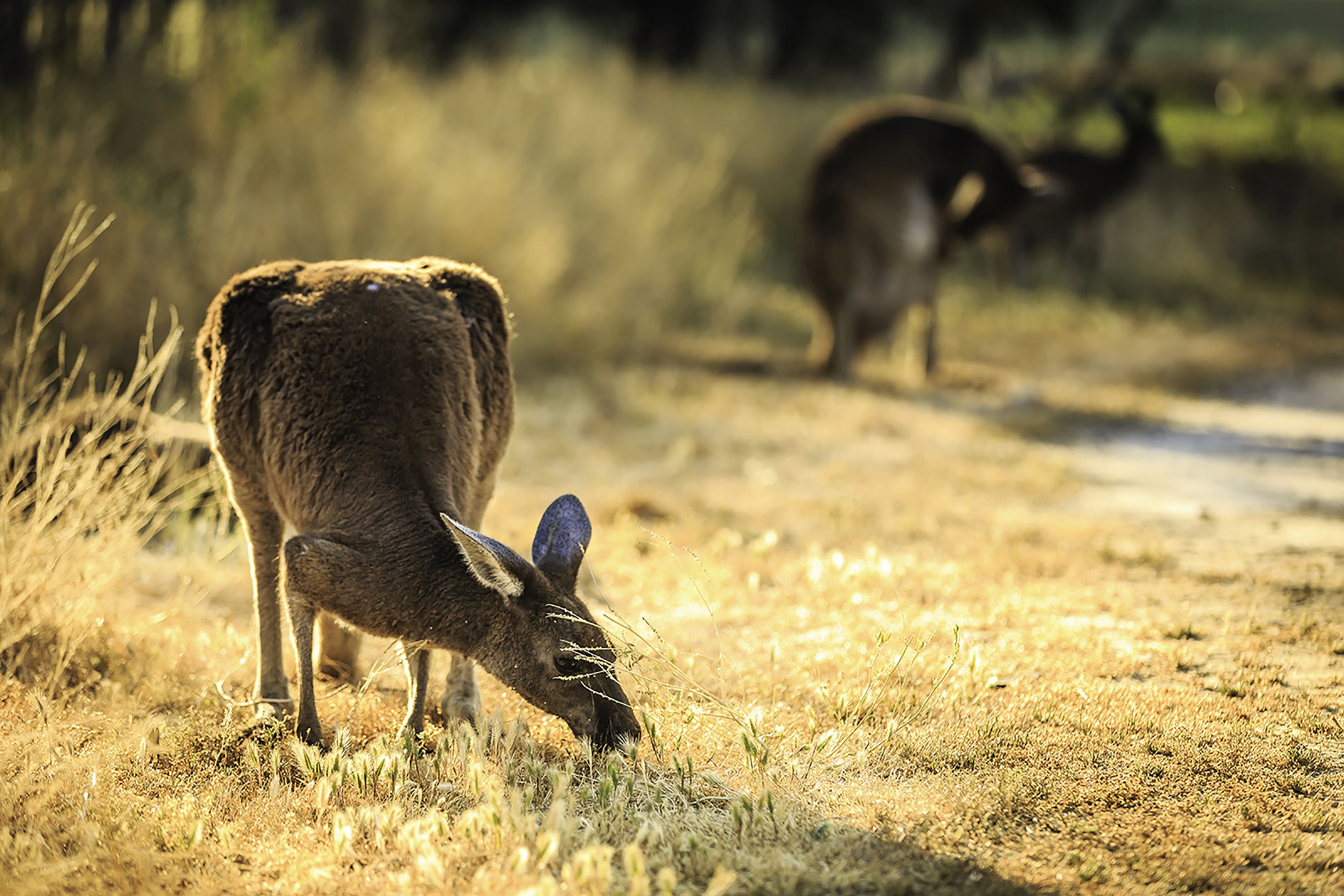 A deer grazing in a grassy field.