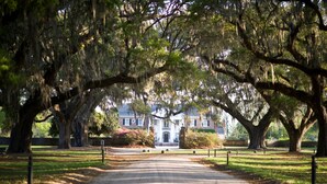 A paved pathway leading to a building with large trees and hanging moss.