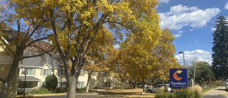A Comfort Inn & Suites sign in a suburban setting with autumn leaves on the ground.