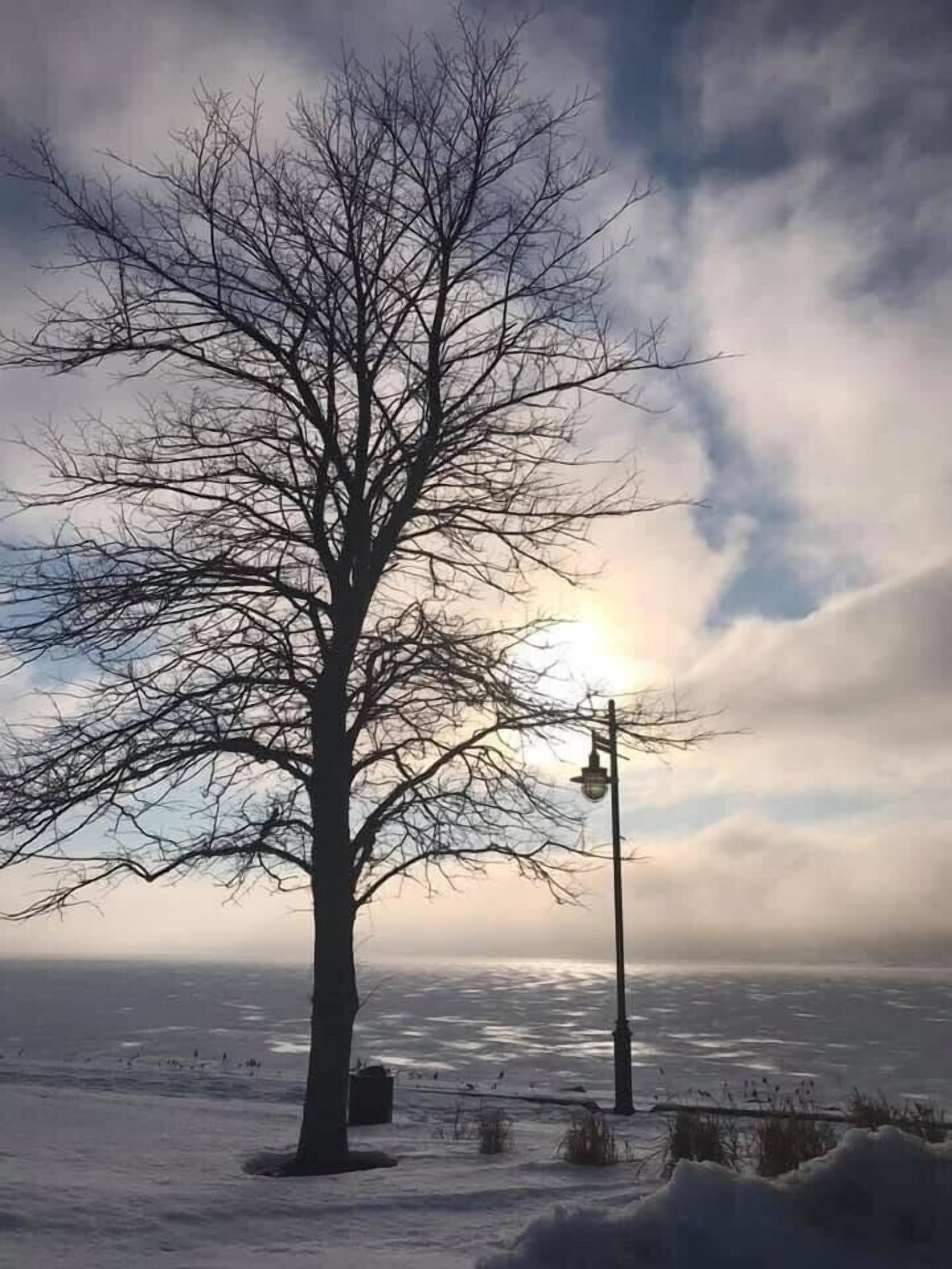 Un arbre sans feuilles dans un paysage enneigé, avec un lampadaire et une étendue d’eau en arrière-plan.