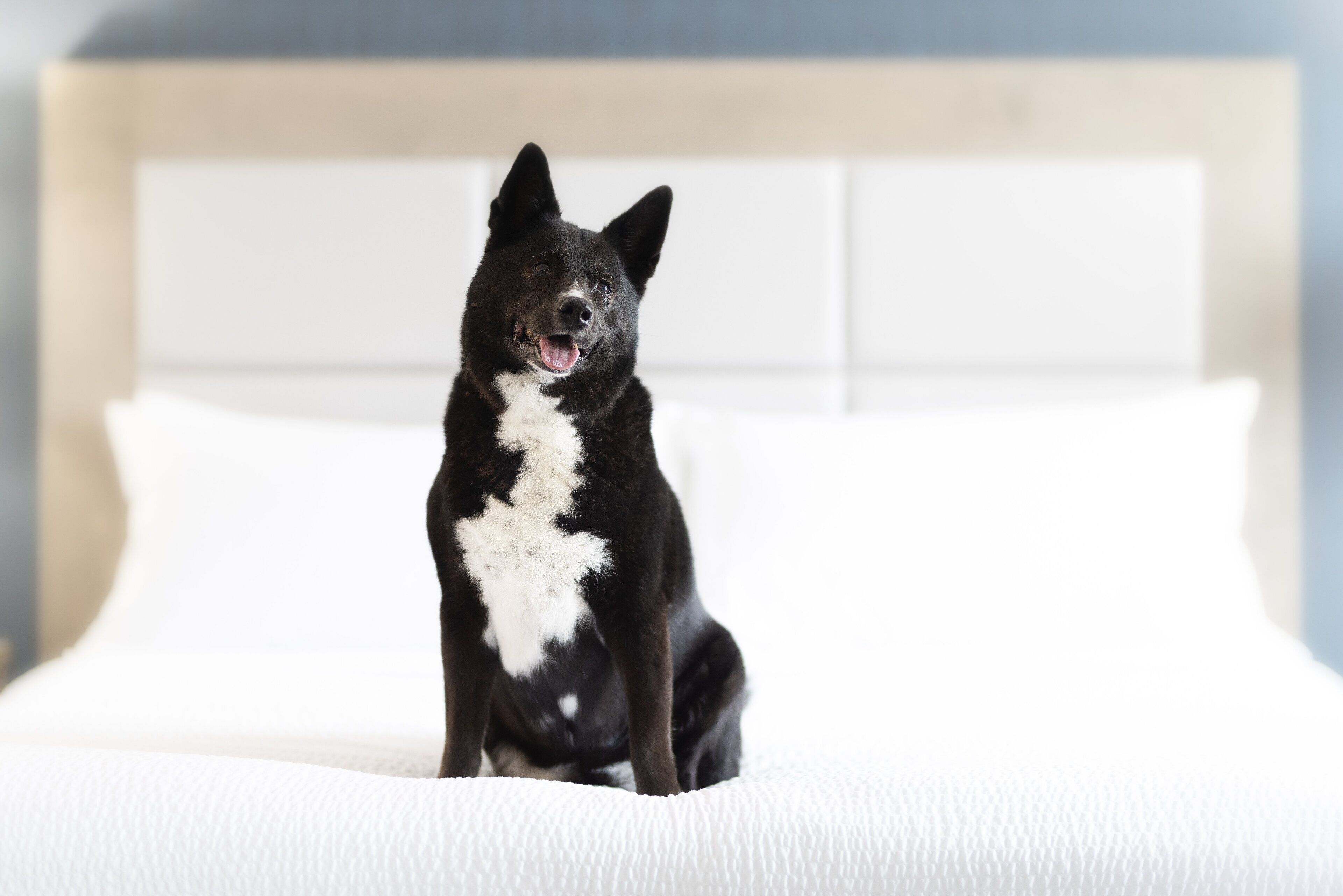 A black and white dog sitting on a white bed with a wooden headboard.