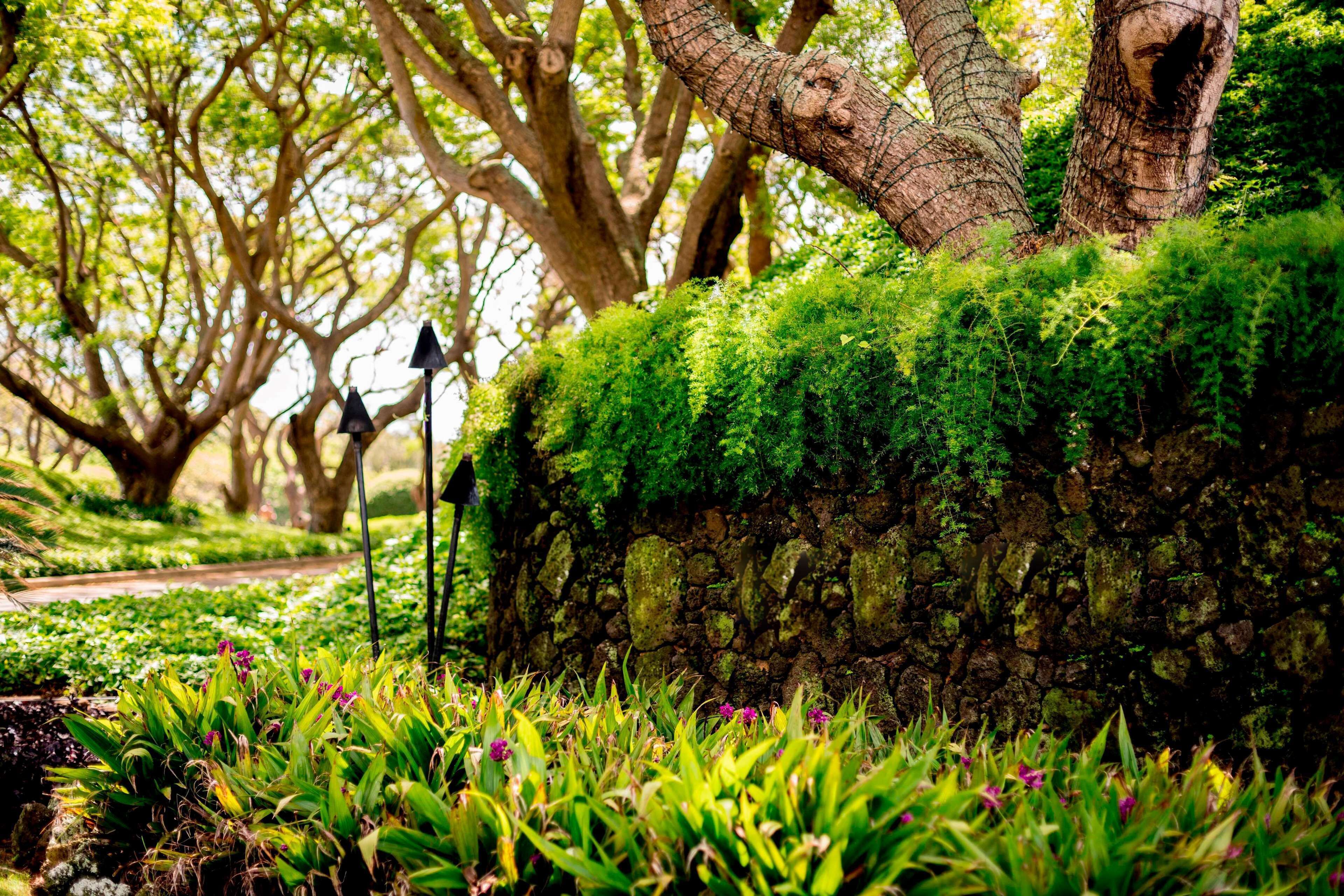 A stone wall with moss and greenery, a pathway, and trees in the background.