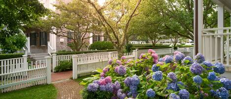 Un giardino con cespugli di ortensie, una recinzione in legno bianco e un vialetto in mattoni che conduce a un edificio con portico.