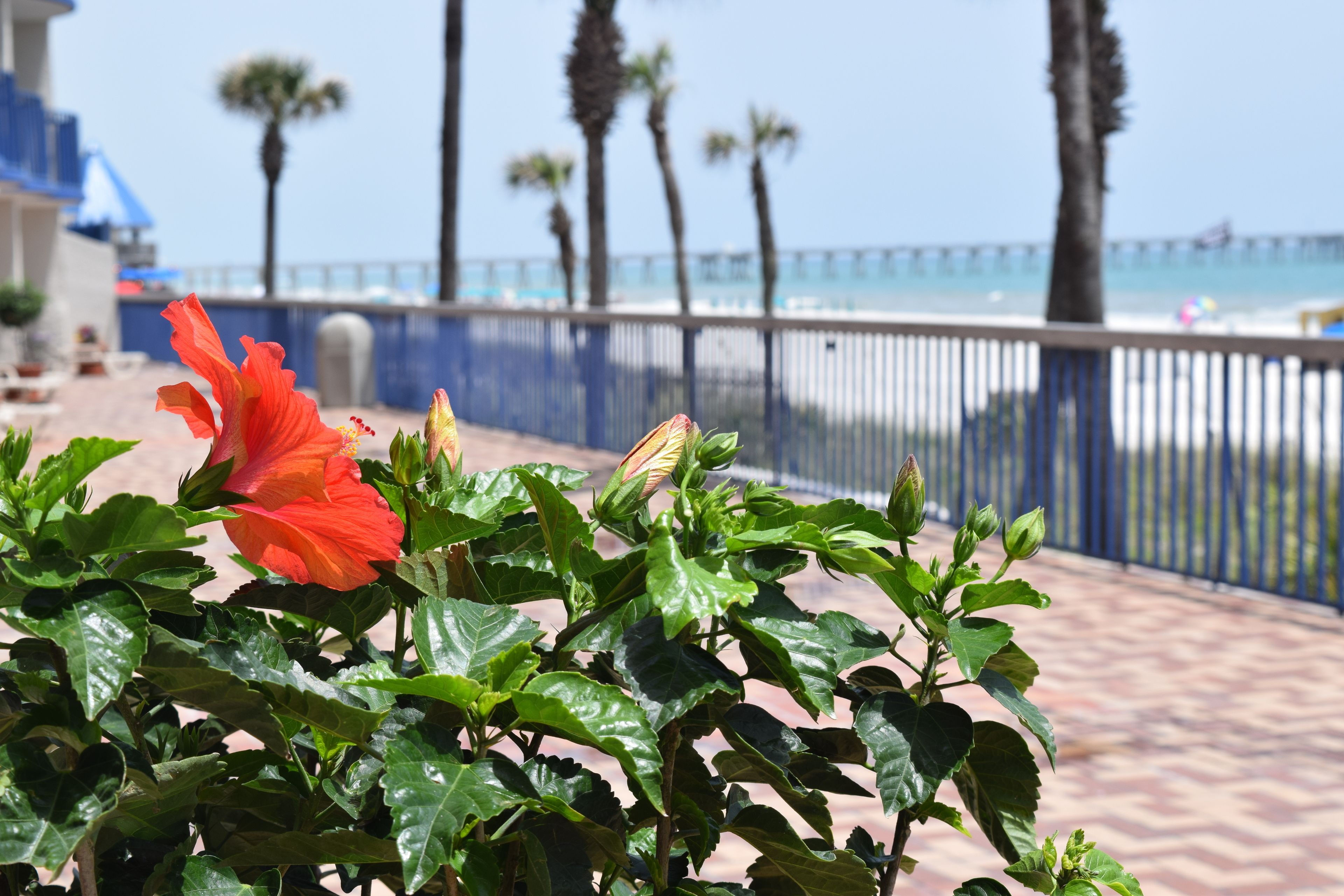 A hibiscus flower in the foreground with a view of a beach and palm trees in the background.