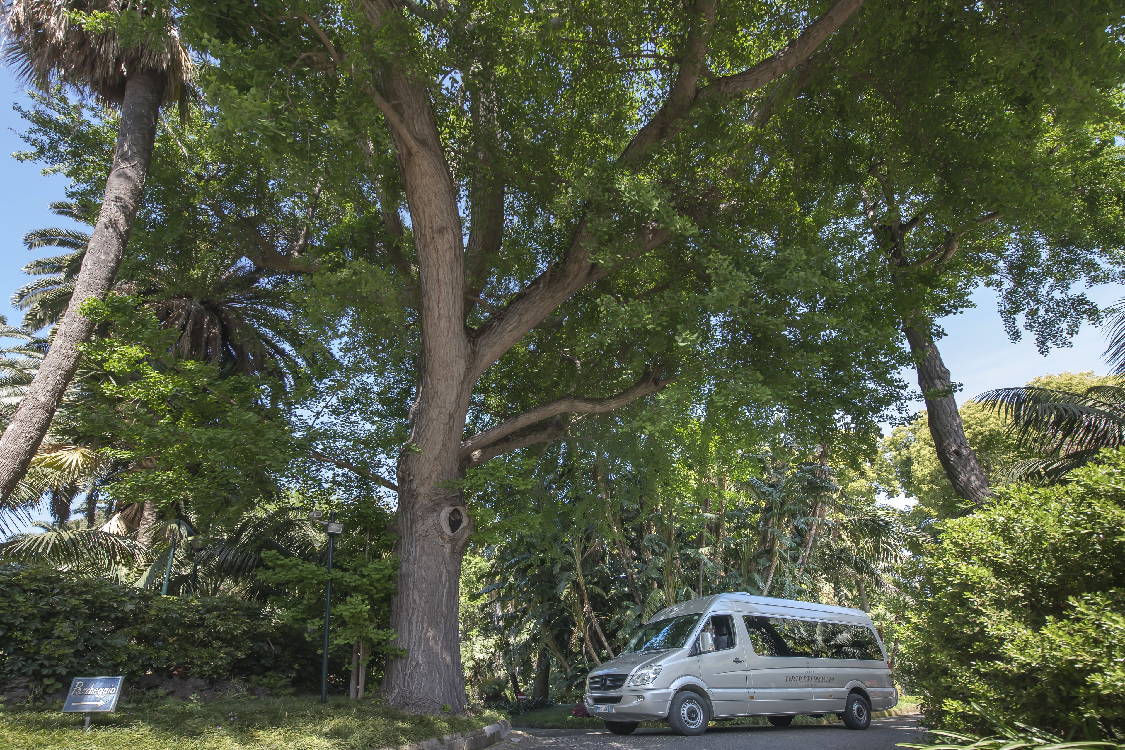 A white van parked under a large tree in a lush, green area.