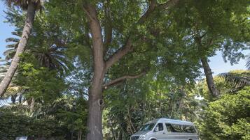 A white van parked under a large tree in a lush, green area.