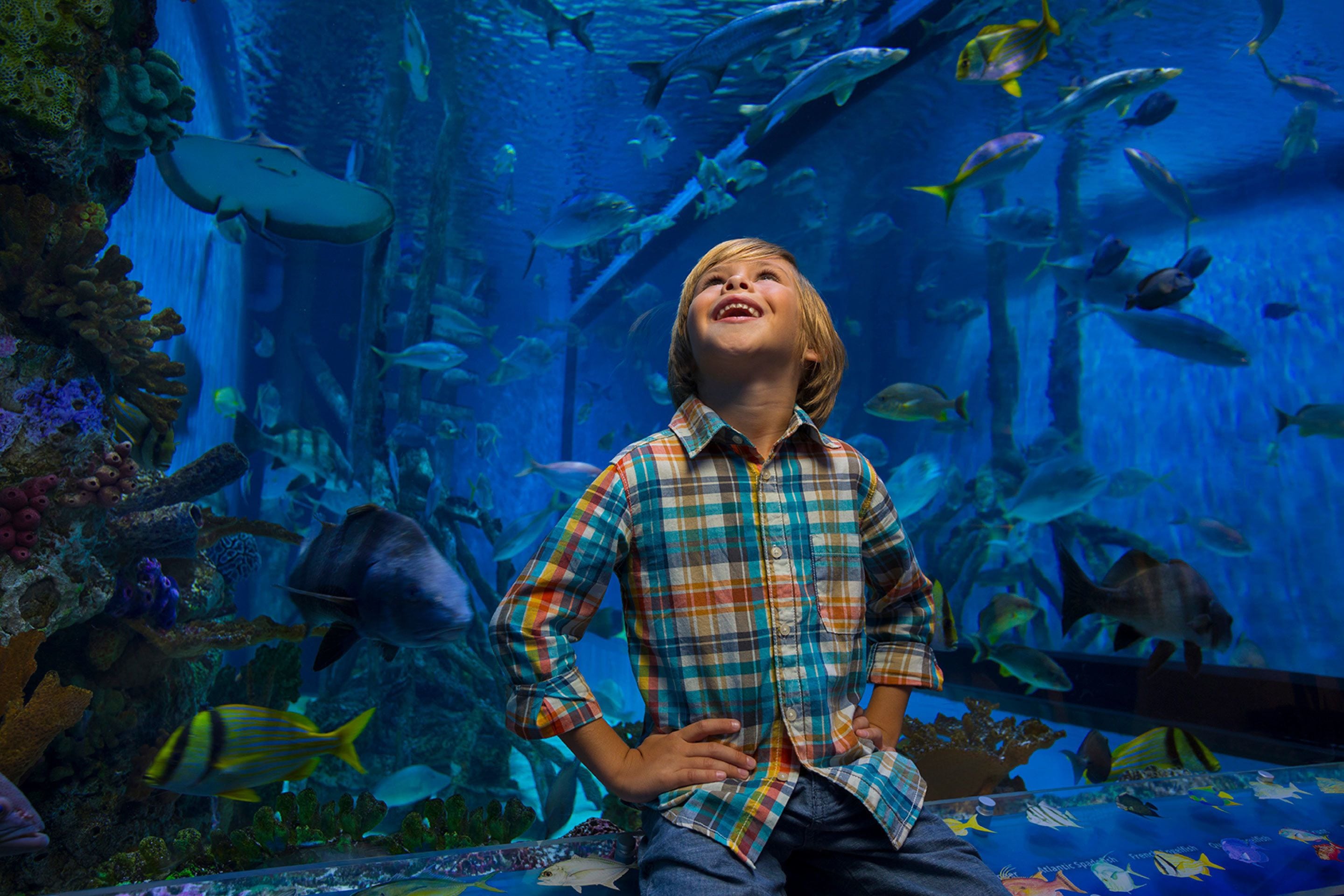 Un niño sentado frente a un acuario con peces y coral.