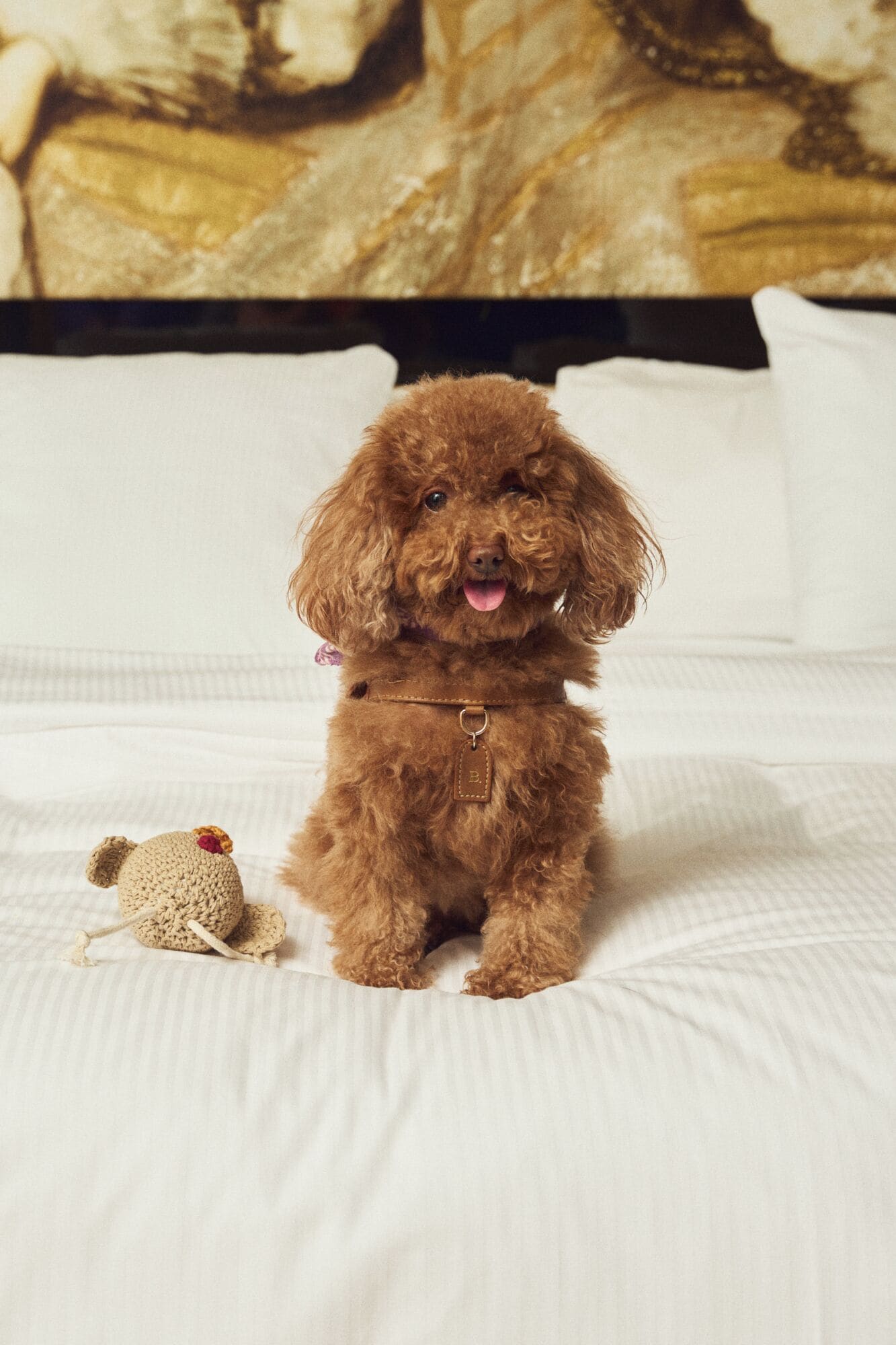 Un perro pequeño marrón sentado en una cama con un osito de peluche a su lado.