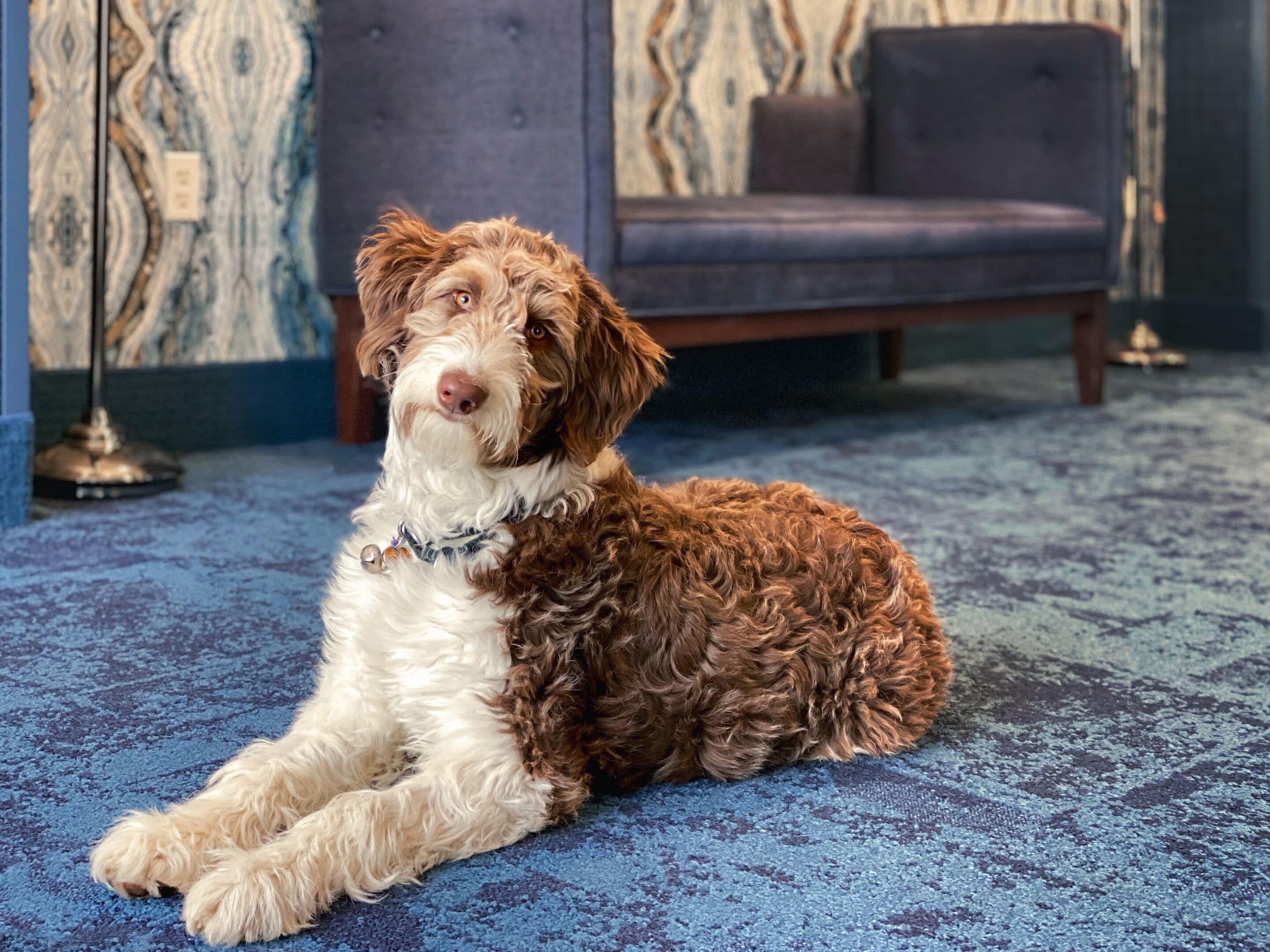 A dog lying on a patterned carpet in a room with a blue wall and a dark-colored sofa.