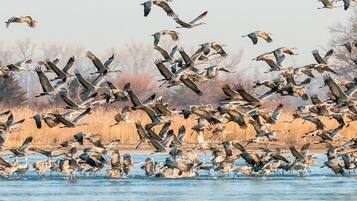 Un vol d’oiseaux survole une étendue d’eau, avec des arbres en arrière-plan.