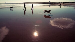 Une scène de plage avec des personnes et un chien, le soleil et des nuages.