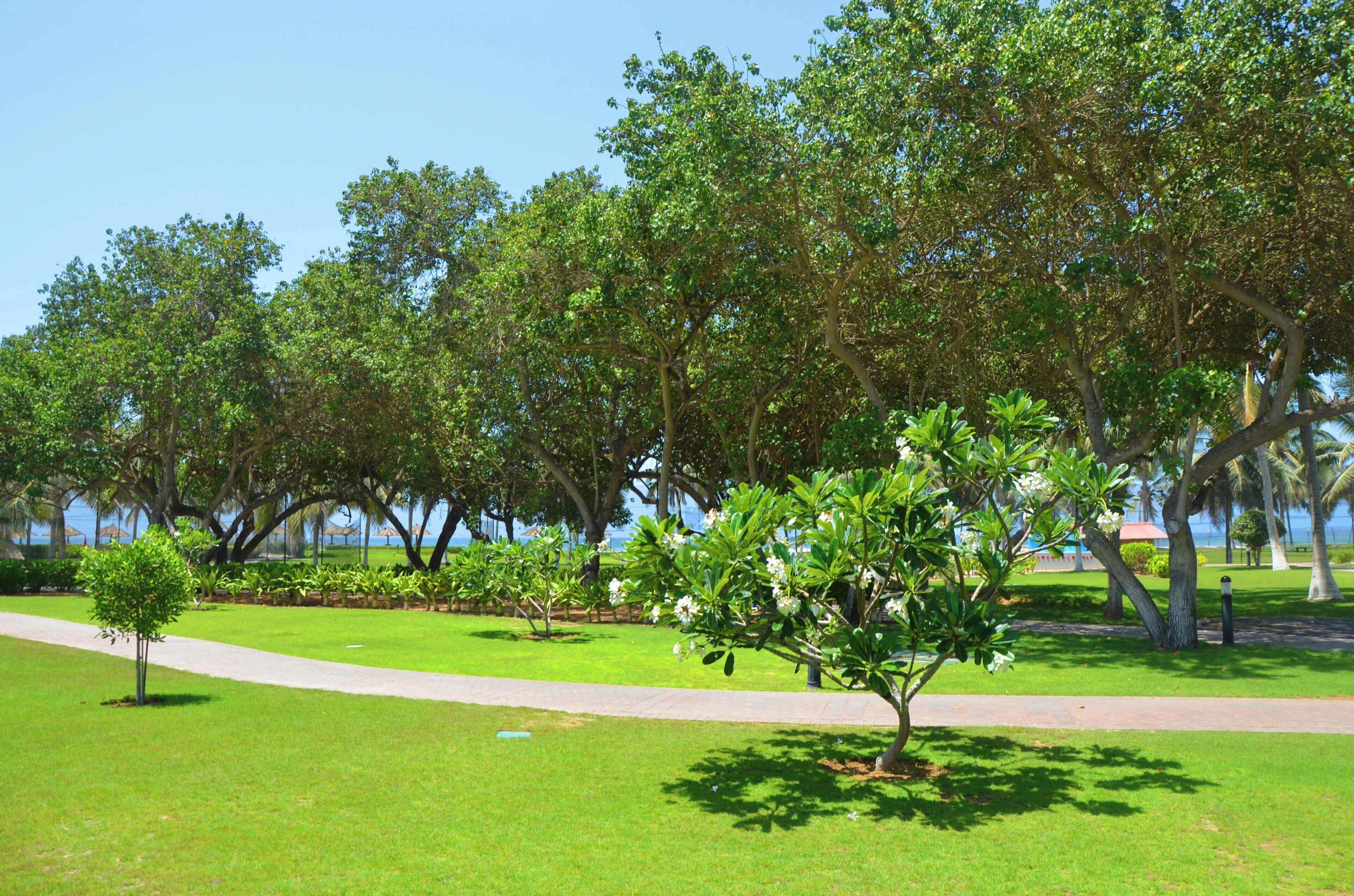 A park with a paved walkway, lush green grass, and trees.