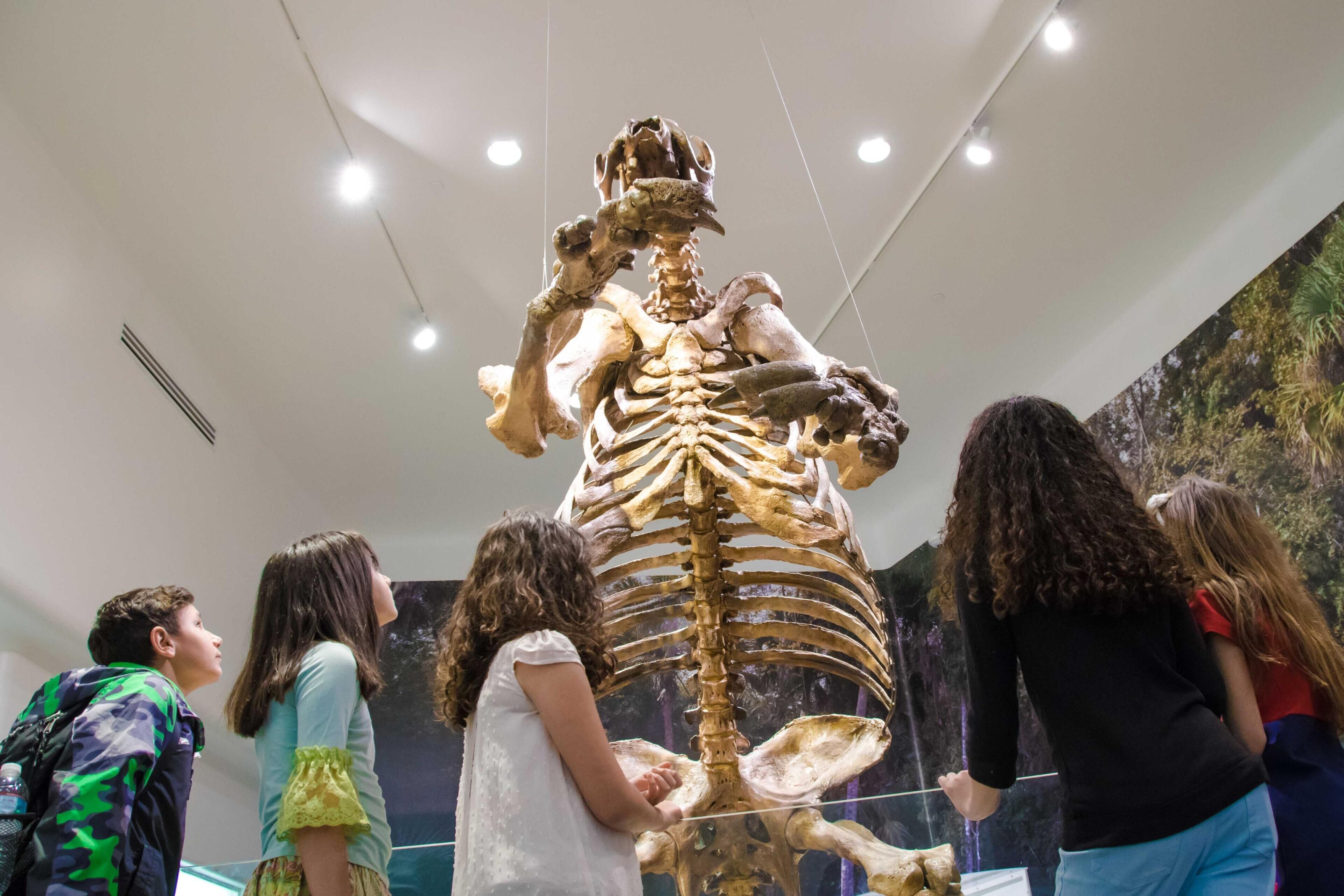 A large dinosaur skeleton exhibit in a museum with visitors observing it.