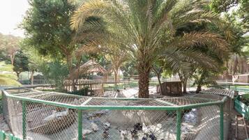 Taman
