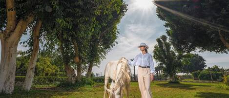 A person walking a horse in a grassy area with trees and a clear sky.