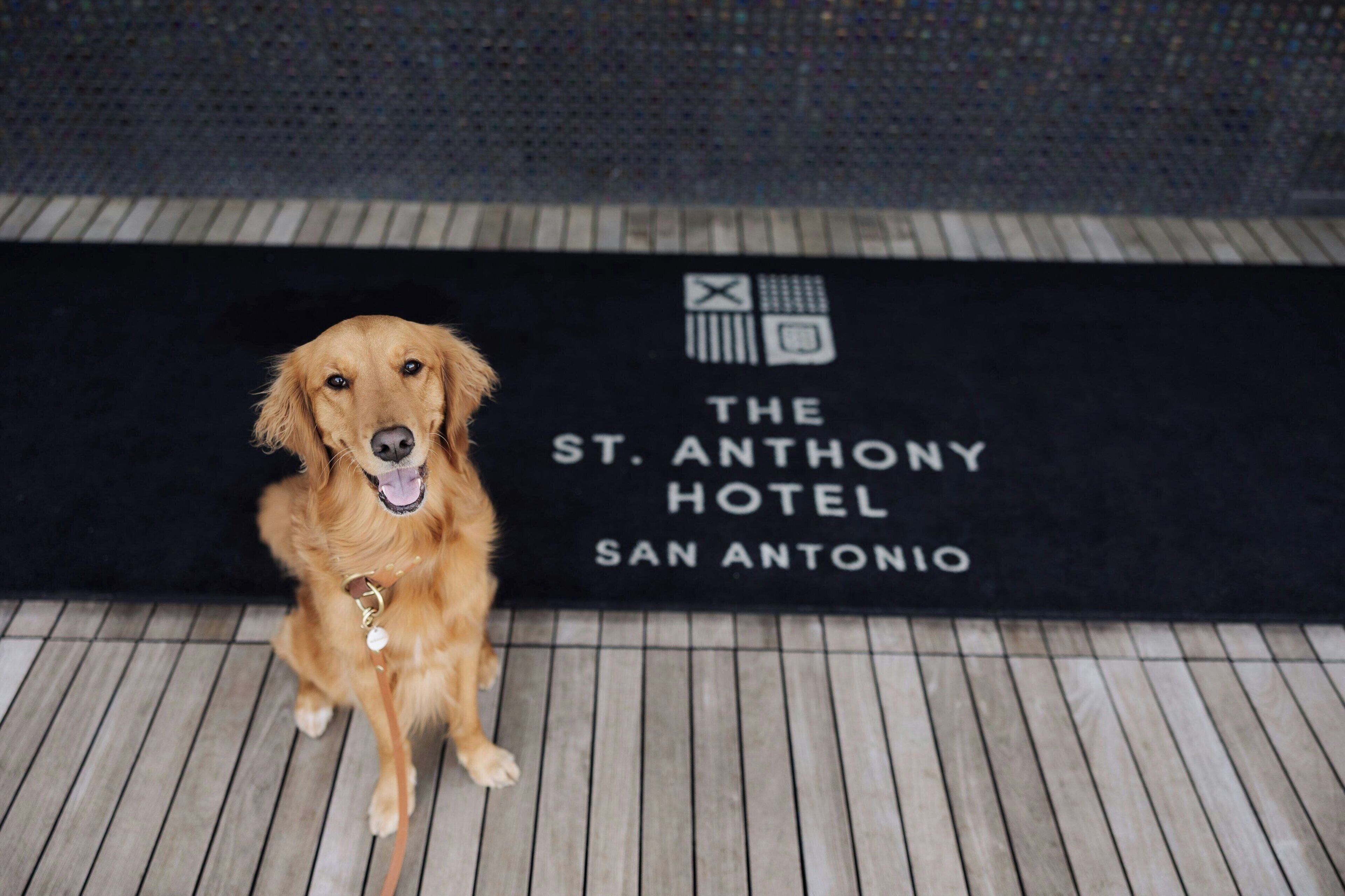 Photo - The St. Anthony, a Luxury Collection Hotel, San Antonio