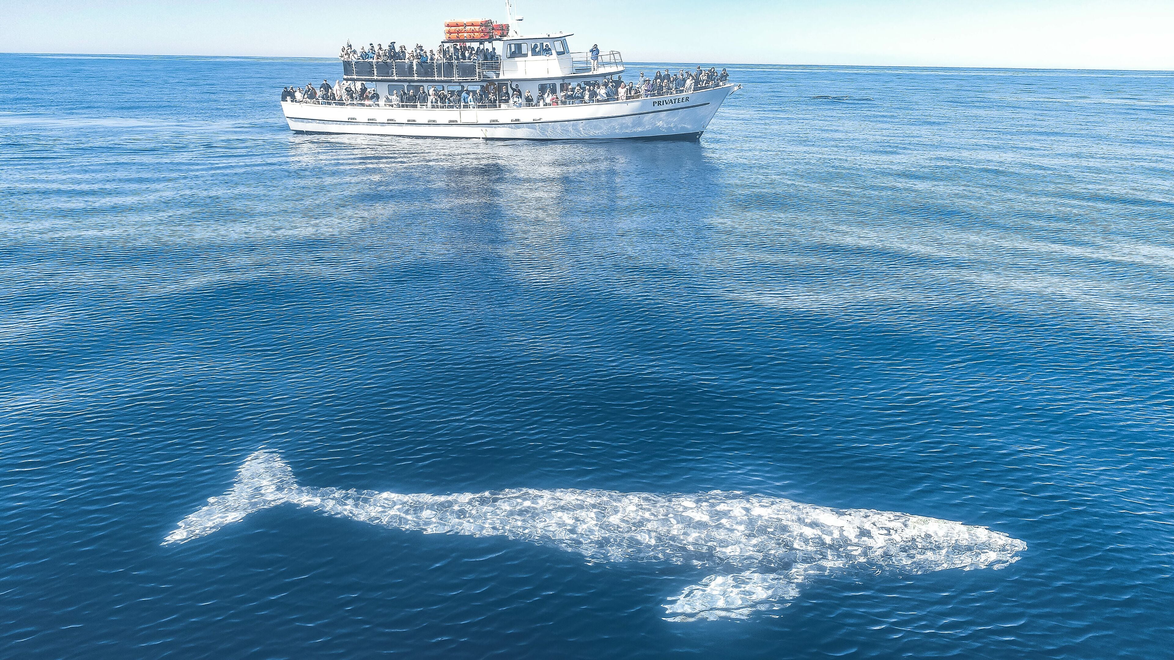 Um barco com passageiros e um tubarão nadando perto.