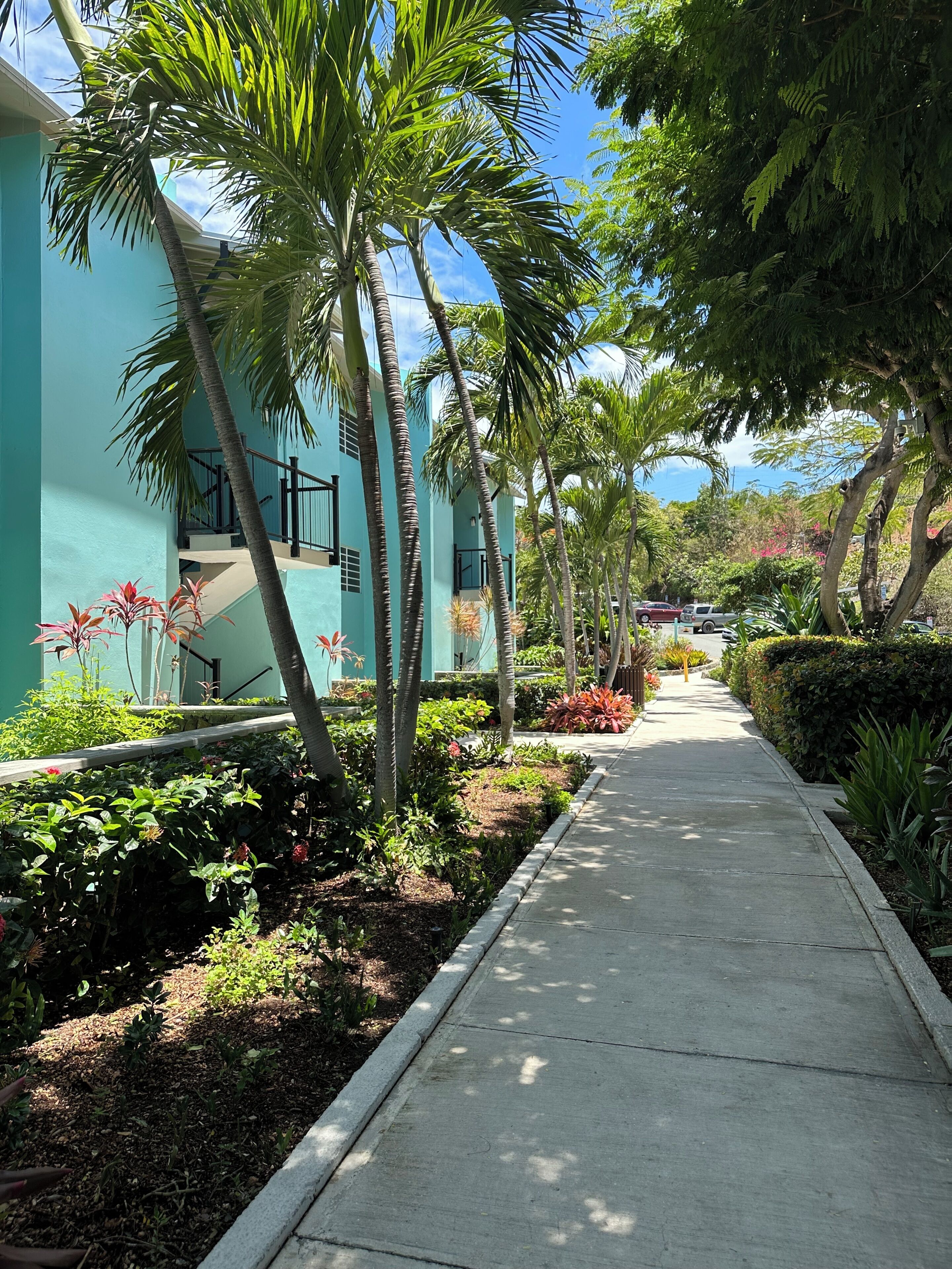 A pathway lined with palm trees and a building with a light blue exterior.