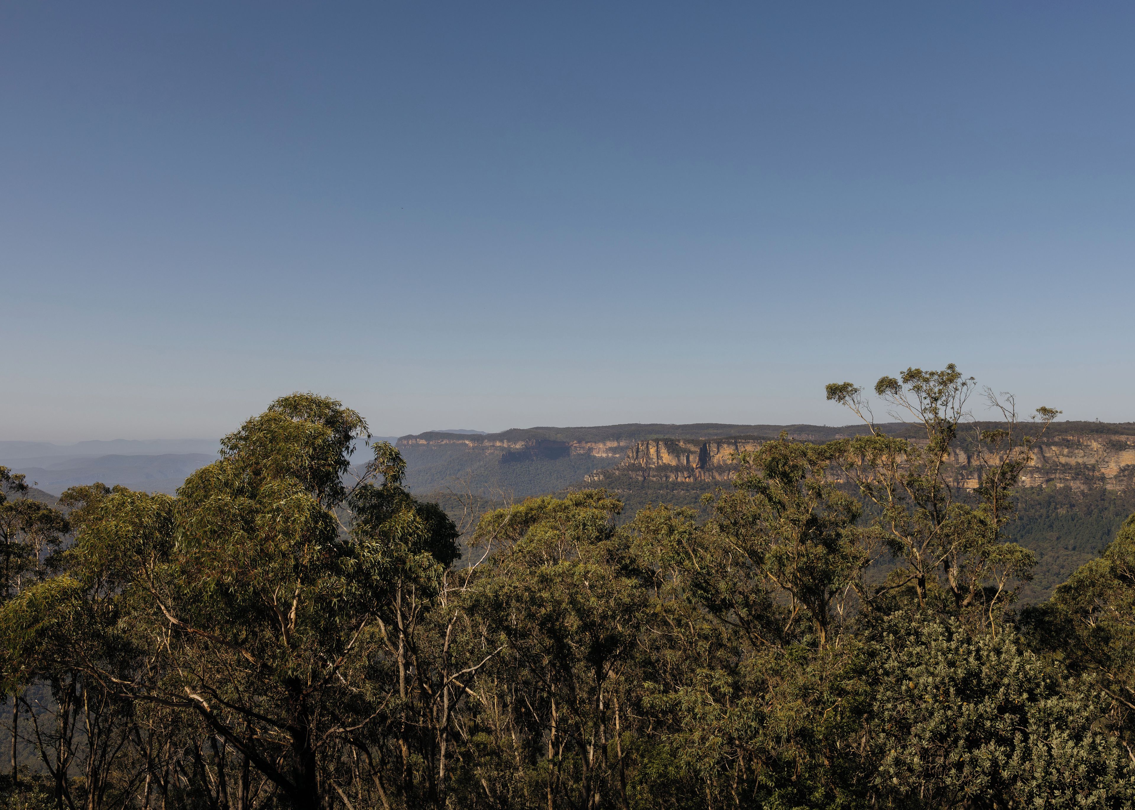 A natural landscape with dense foliage and distant rocky cliffs.
