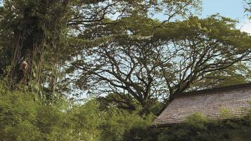 A person practicing yoga in a grassy outdoor area with a large tree and a building in the background.