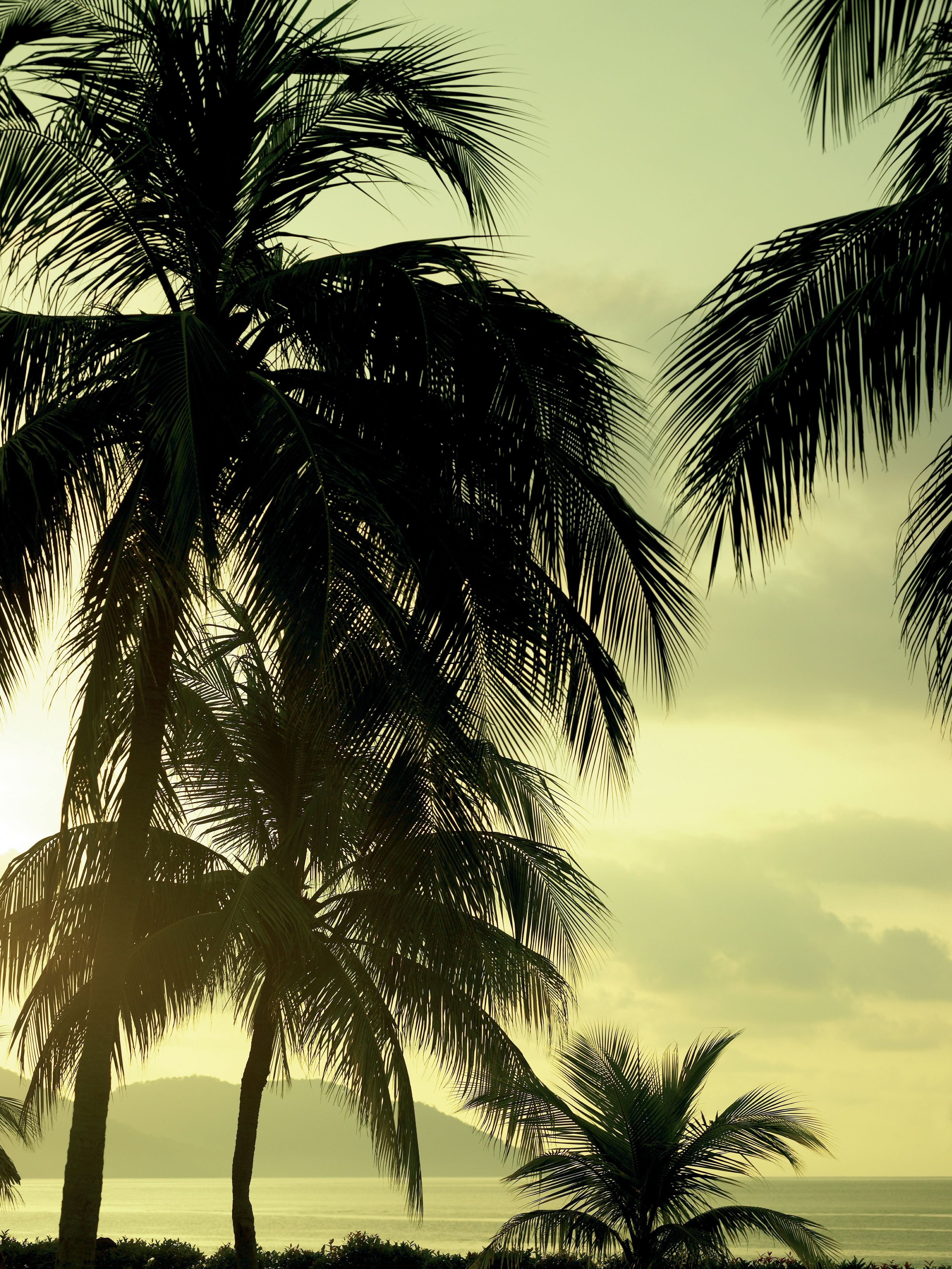 A tropical beach scene with palm trees and a calm sea.