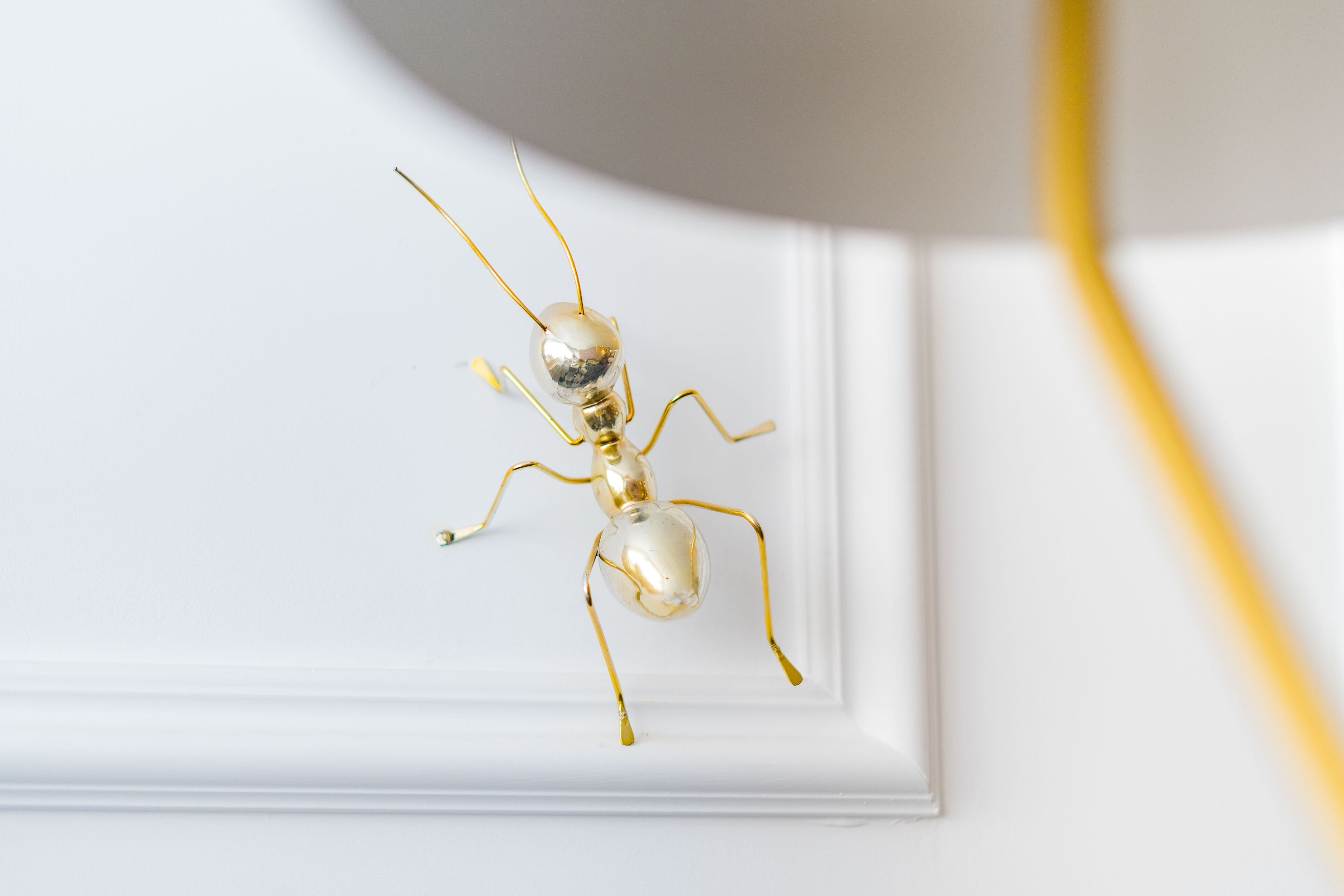 Une fourmi dorée sur une surface blanche.
