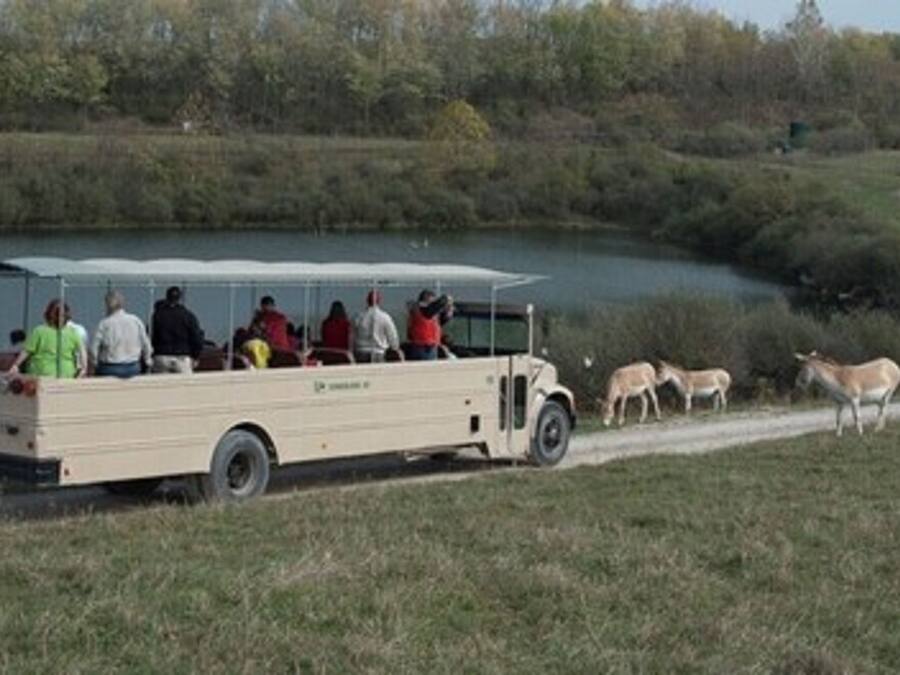 Een toeristenbus geparkeerd bij een meer, met passagiers aan boord en herten op de achtergrond.
