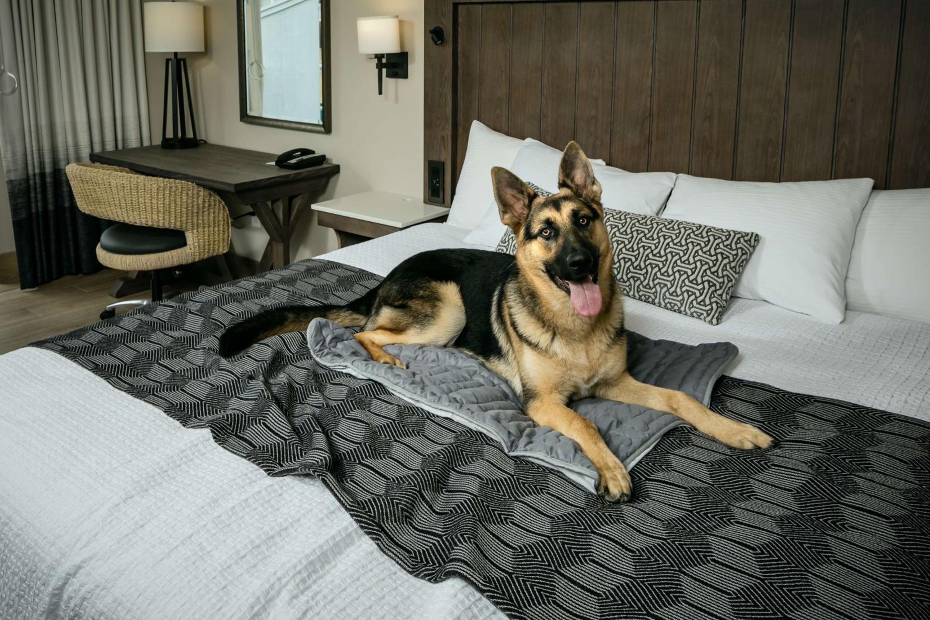 Una habitación de hotel con cama, escritorio, silla y lámpara.