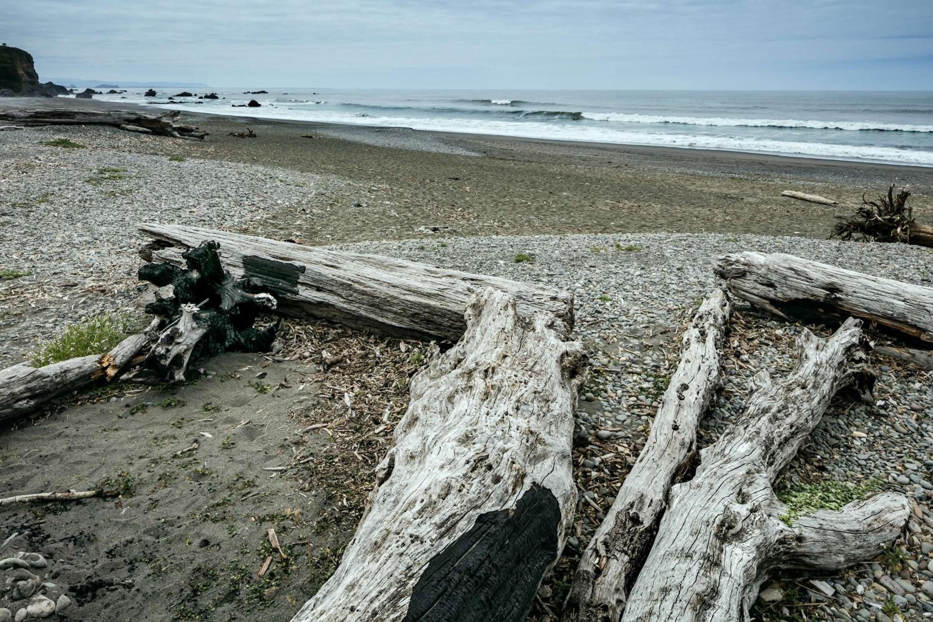 A beach with driftwood and rocks.