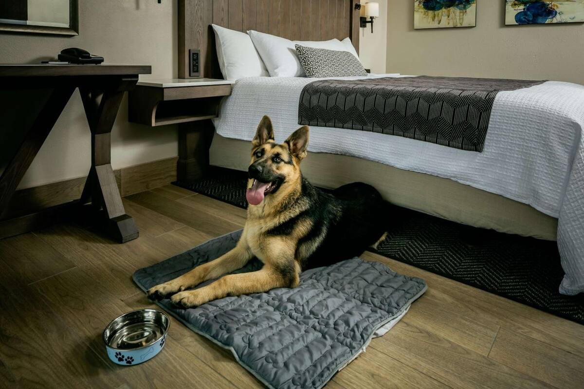 A dog lying on a bed with a grey blanket, a wooden floor, and a metal water bowl.