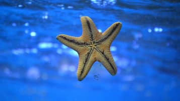 A starfish in clear water.