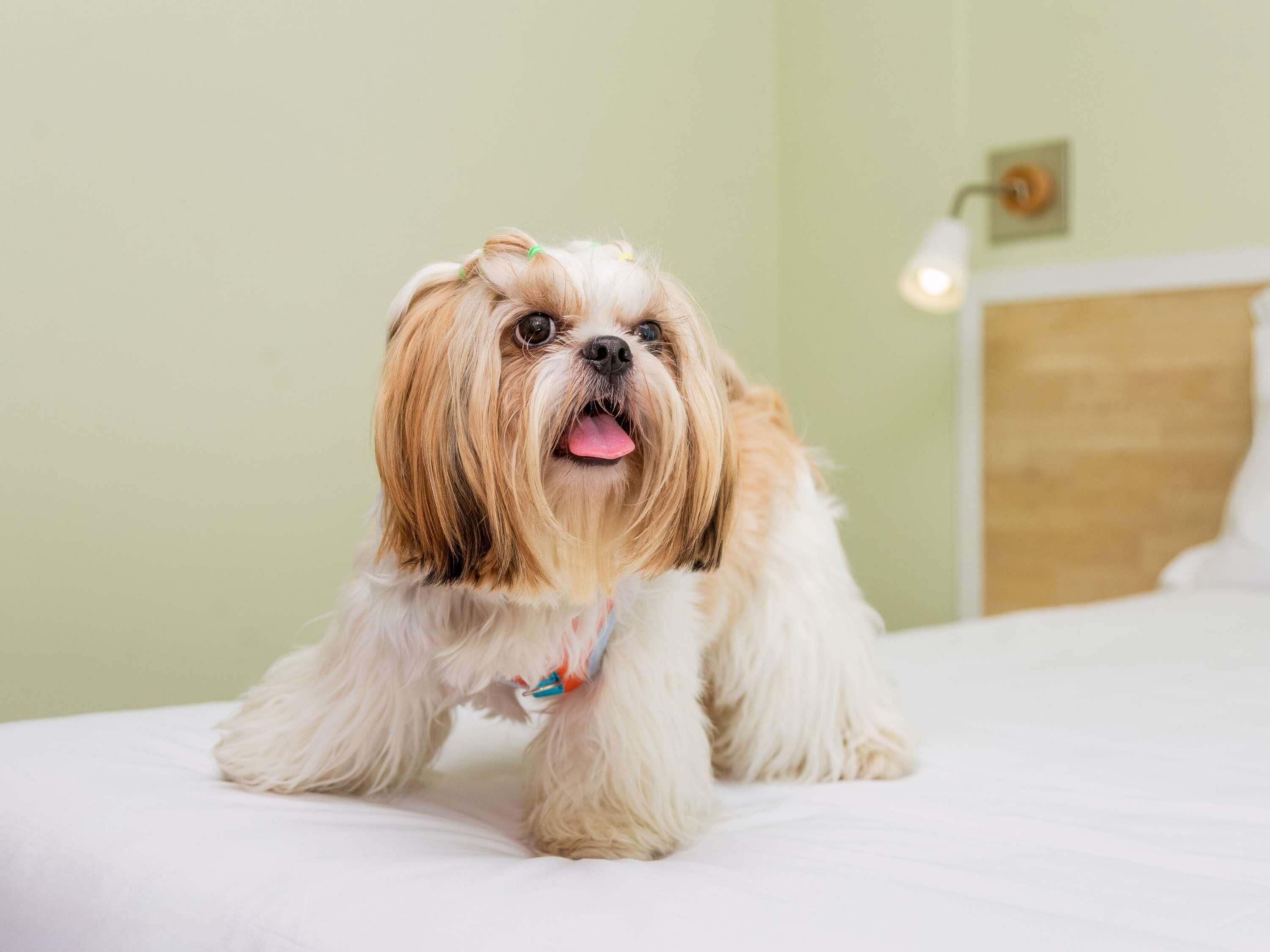 Un chien est allongé sur un lit, avec un mur vert pâle et une tête de lit en bois.