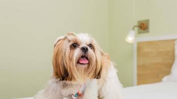 Un chien est allongé sur un lit, avec un mur vert pâle et une tête de lit en bois.