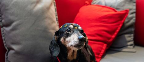 A small dog with a red bow on a grey sofa with red cushions.