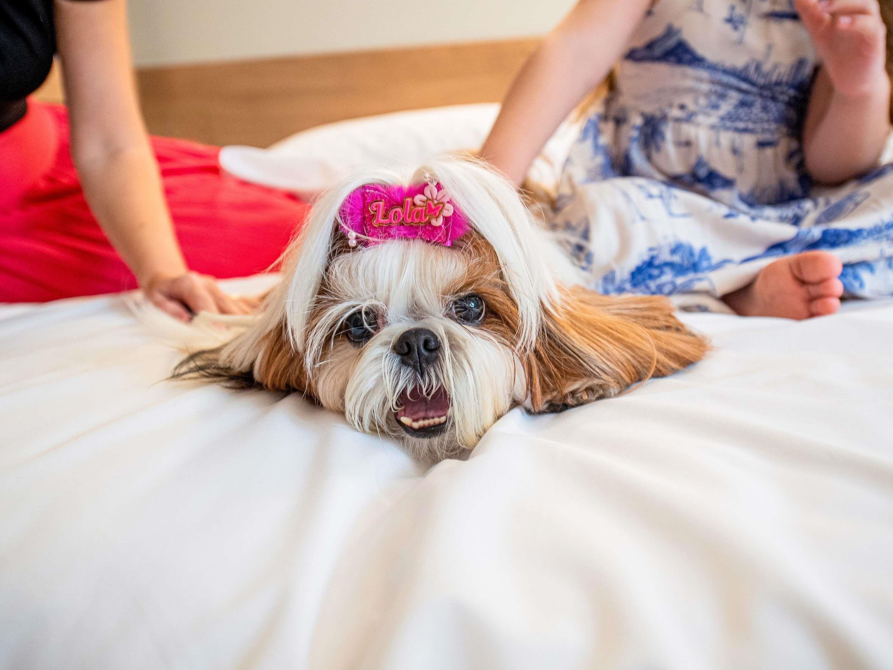 Un chien allongé sur un lit, portant un bandeau rose en forme de cœur.