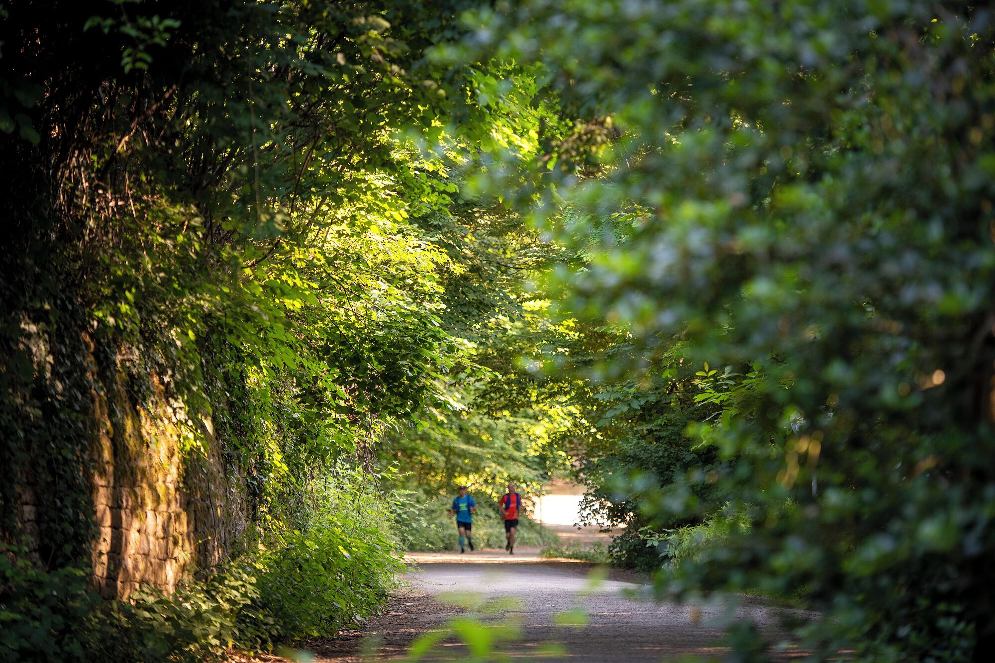 A pathway surrounded by dense foliage, leading to a distant runner.