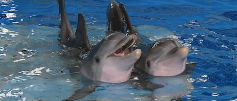 Trois dauphins dans une piscine à l’eau claire et bleue.
