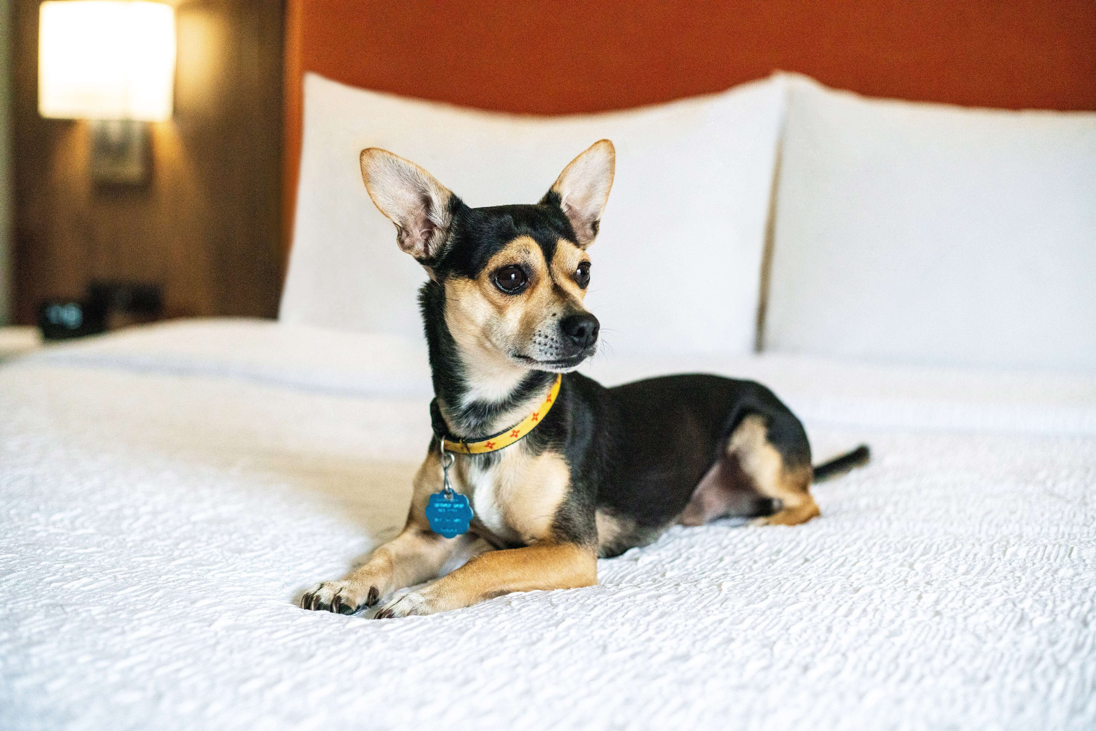 desk, blackout curtains, free cots/infant beds, rollaway beds